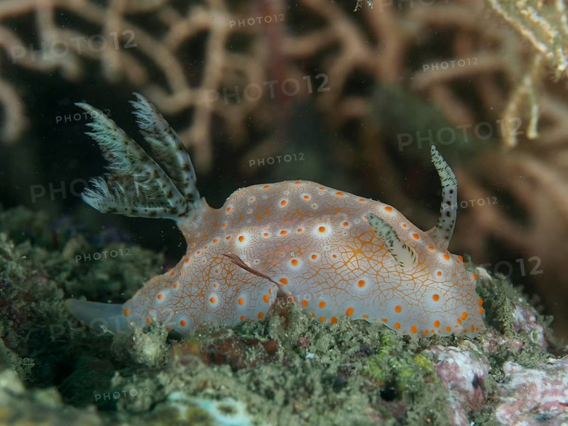 A nudibranch with orange dots, Batangas Halgerda, on the seabed with characteristic patterns, dive site Gondol Reef, Gondol, Bali, Indonesia, Asia