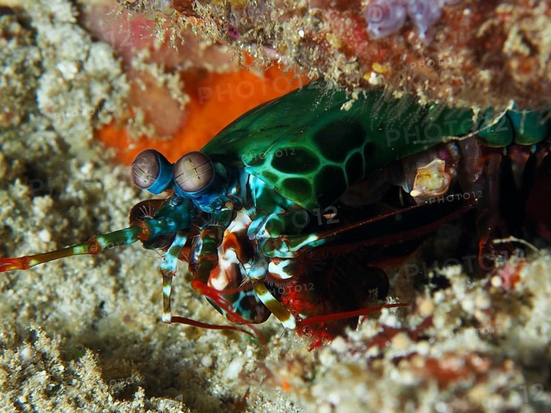 Green clown mantis shrimp (Odontodactylus scyllarus) in bright colours hidden in the sand, dive site SD, Nusa Ceningan, Nusa Penida, Bali, Indonesia, Asia