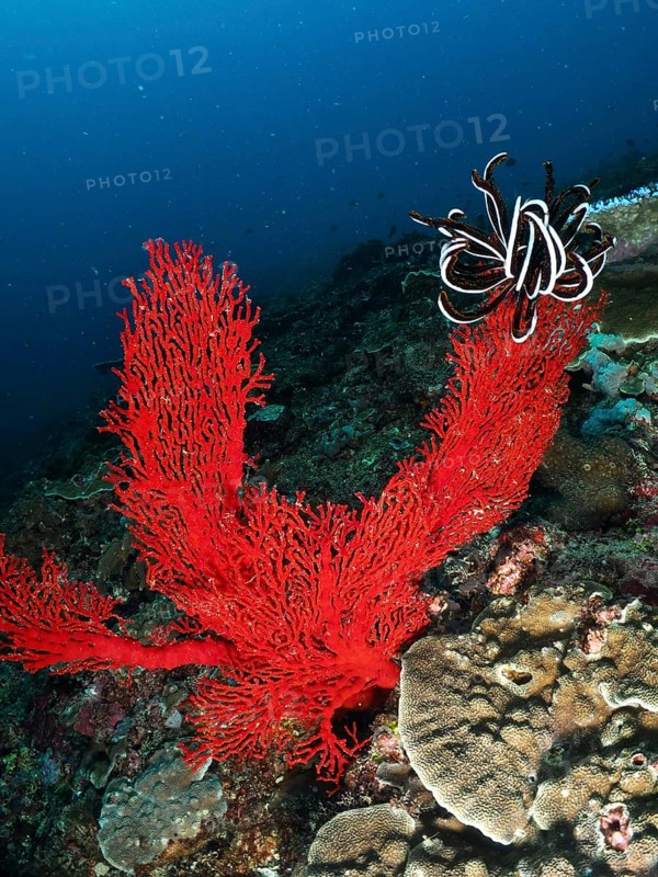 Bright red corals, Red knot fan (Melithaea ochracea), and Red feather star in a diverse underwater landscape, dive site Toyapakeh, Nusa Ceningan, Nusa Penida, Bali, Indonesia, Asia