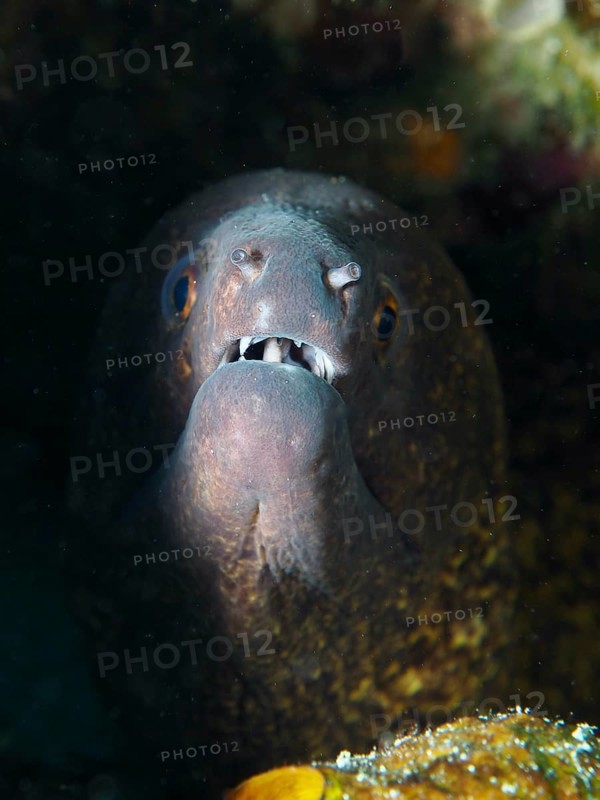 Close-up of a sooty moray eel (Gymnothorax flavimarginatus) peeking out of the shadow of a cave, dive site Close Encounters, Permuteran, Bali, Indonesia, Asia