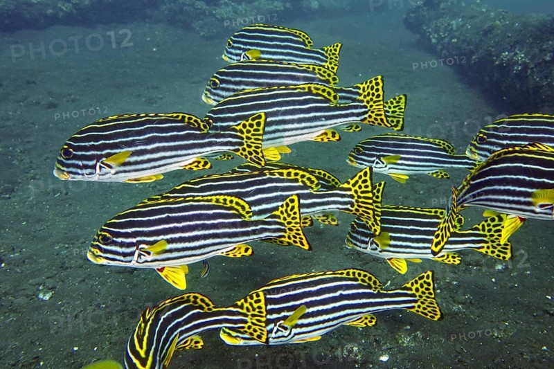 A school of yellow-black striped fish, Oriental sweetlips (Plectorhinchus vittatus), swimming above the seabed, dive site USAT Liberty, Tulamben, Bali, Indonesia, Asia