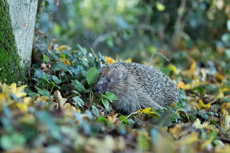 European hedgehog (Erinaceus europaeus) adult animal in a woodland, England, United Kingdom, Europe