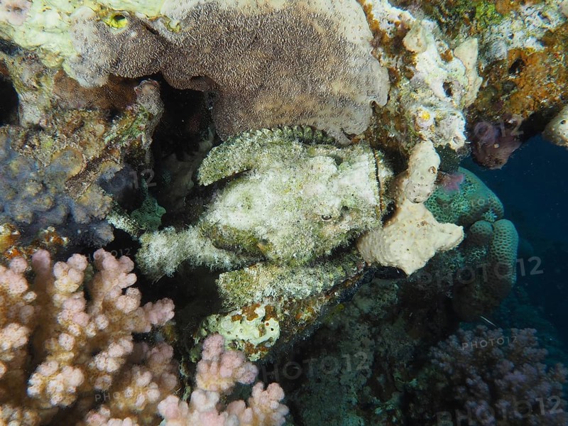 A fringed scorpionfish (Scorpaenopsis oxycephala) camouflaging among corals, with a variety of colours and textures, dive site House Reef, Mangrove Bay, El Quesir, Red mangrove, Egypt, Africa