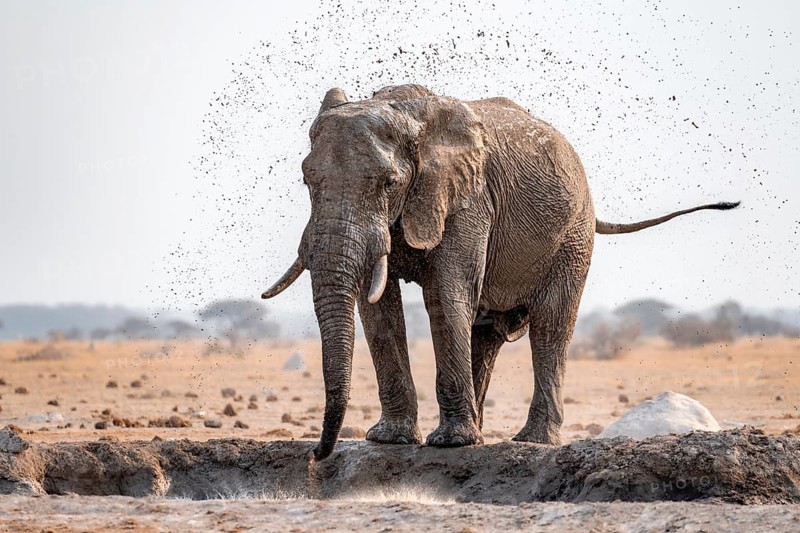 African elephant (Loxodonta africana), bathing at a waterhole, spraying water from its trunk, Nxai Pan National Park, Botswana Botswana