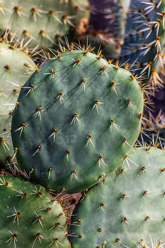 2016, Guatiza, Lanzarote, Jardin de Cactus by Cesar Manrique, ESP, Spain, Canary Islands, Canary Islands, Atlantic Ocean, Lanzarote, biosphere reserve, volcano, volcanism, volcanic island, island, recording date, Europe