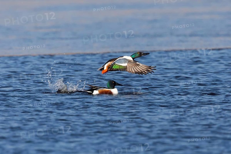 Northern Shoveler (Anas clypeata), male duck taking off in flight from lake, in display flight, island of Texel, Holland