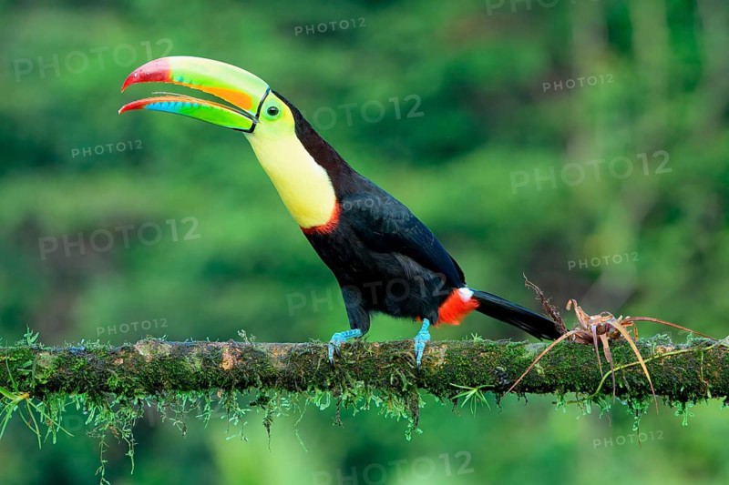 Keel-billed toucan (Ramphastos sulfuratus), sitting on a branch, Costa Rica, Central America