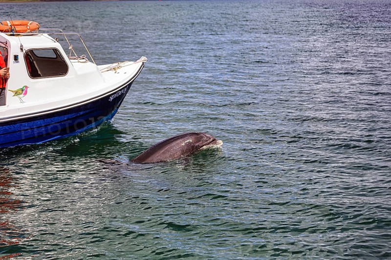 Famous dolphin Fungie swims next to a boat, boat tour, dolphin and whale watching, Dingle Bay, Dingle Peninsula, County Kerry, Slea Head Drive, Wild Atlantic Way, North Atlantic, Ireland, Europe