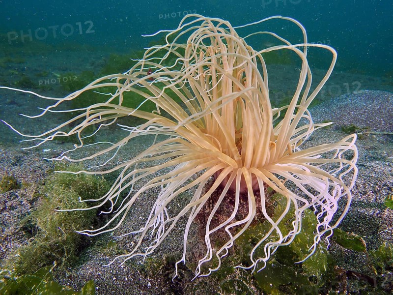 Filigree cylinder rose (Cerianthus filiformis) with long tentacles and sand in the background, dive site Secret Bay, Gilimanuk, Bali, Indonesia, Asia