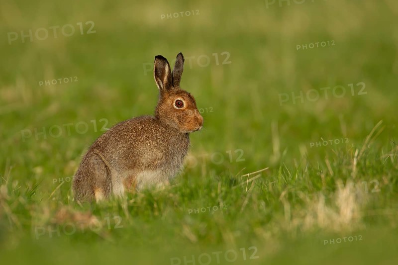 Mountain hare (Lepus timidus) adult animal in its summer coat on a hillside meadow, Cairngorm mountains, Scotland, United Kingdom, Europe