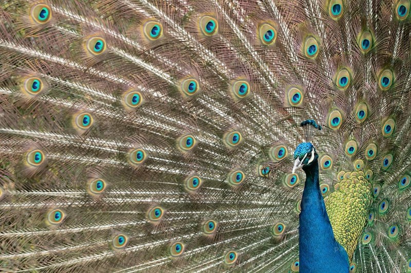Indian peafowl or Peacock (Pavo cristatus) adult male bird displaying showing its tail feathers, England, United Kingdom, Europe