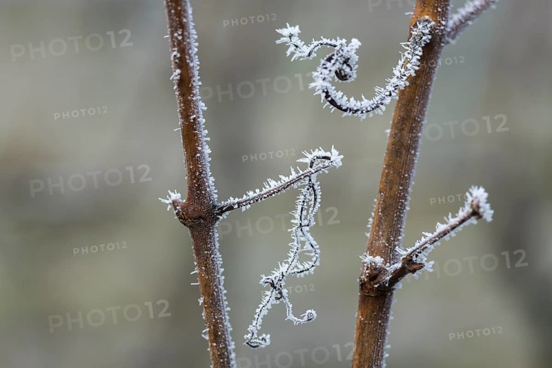 Elegant frosty branches of a vine with fine ice details in a wintry setting, Reif, Rems Valley, Baden-Württemberg, Germany, Europe