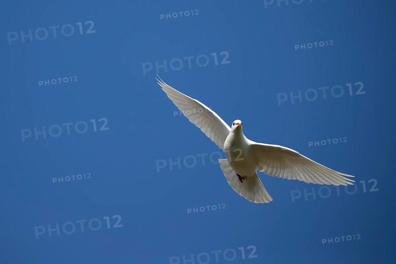 White or Release dove (Columba livia domestica) adult bird in flight, England, United Kingdom, Europe