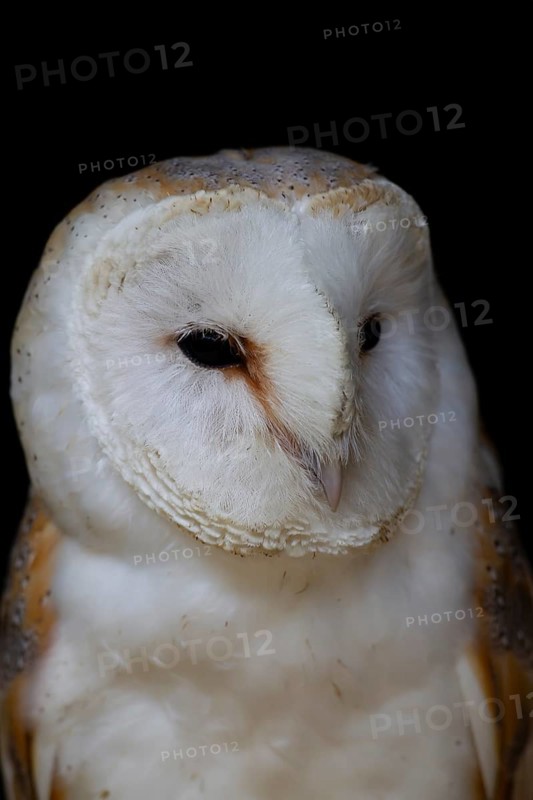 Barn owl (Tyto alba) adult bird head portrait, England, United Kingdom, Europe