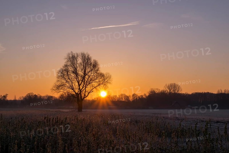 A single tree in a field at sunrise, the landscape is bathed in warm light, Ahaus, Münsterland, North Rhine-Westphalia, Germany, Europe