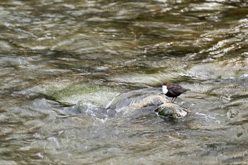 White-throated Dipper (Cinclus cinclus), sitting on a stone in a river, Canton Zurich, Switzerland, Europe