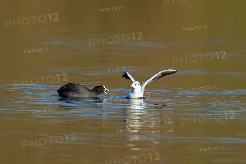 Eurasian coot (Fulica atra) and Black-headed gull (Chroicocephalus ridibundus) adult birds on a lake in winter, England, United Kingdom, Europe