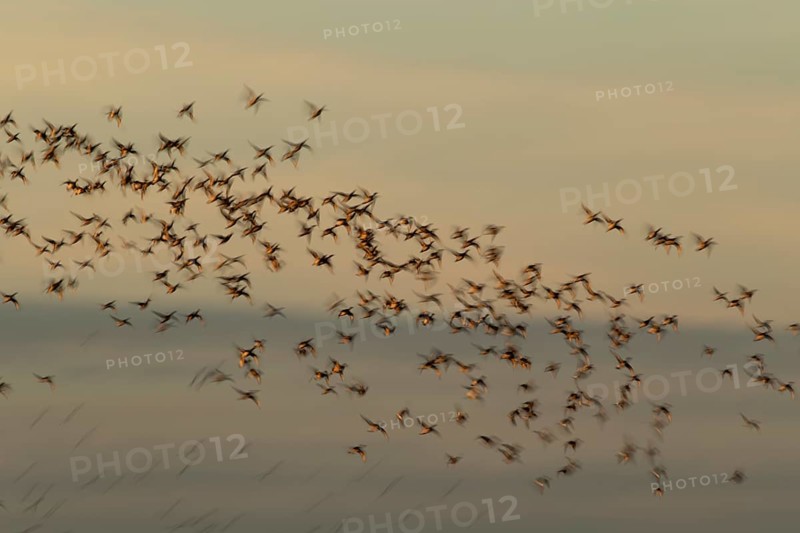 Common pochard duck (Aythya ferina) adult birds flying in a flock, slow motion blur image, England, United Kingdom, Europe