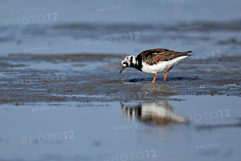 Turnstone (Arenaria interpres), foraging in the mudflats at low tide, Texel, North Holland, Netherlands
