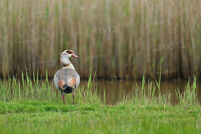 Egyptian goose (Alopochen aegyptiaca), male standing at the edge of a pond, Texel, West Frisian Islands, province of North Holland, Netherlands