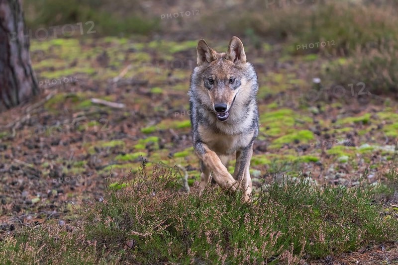 One young male eurasian gray wolf (Canis lupus lupus) running thru a forest with rocks and heather. Green vegetation in the background