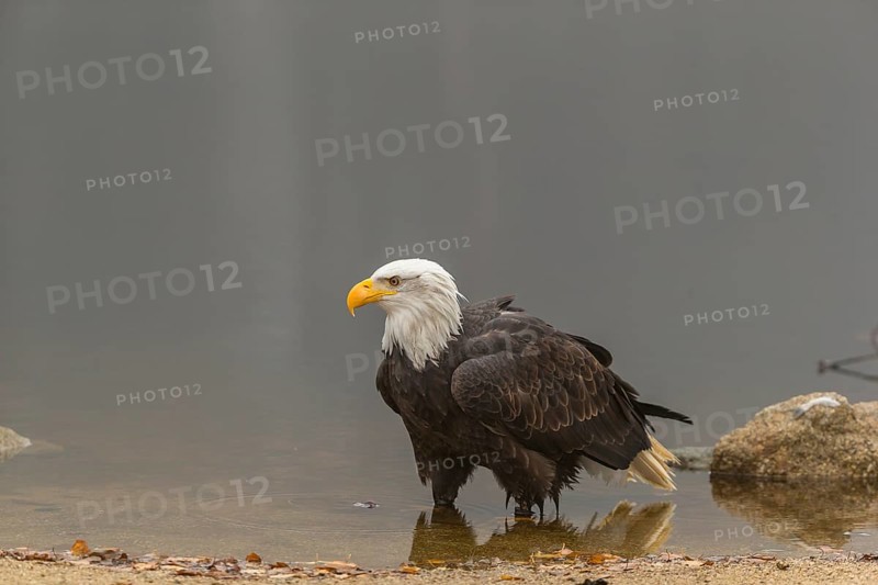 One Bald Eagle, Haliaeetus leucocephalus, standing in the shallow water ashore a small pond on a foggy cold autumn day