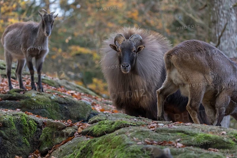 One female and one male Himalayan Tahr (Hemitragus jemlahicus) standing in a forest. Green and yellow forest in the background