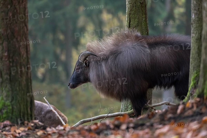 One male Himalayan Tahr (Hemitragus jemlahicus) standing in a forest. Green and yellow forest in the background