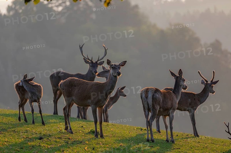 A herd of red deer (Cervus elaphus) standing on a meadow in backlit condition. Fog in the background