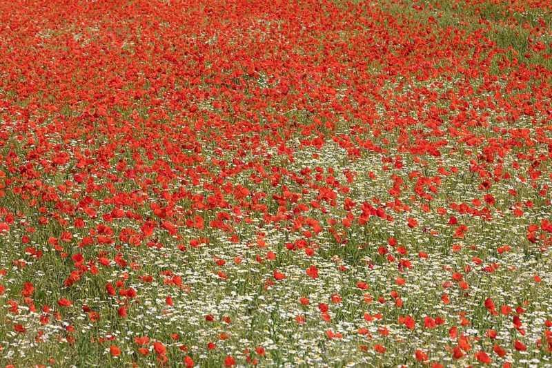 Field of marguerite and red poppy