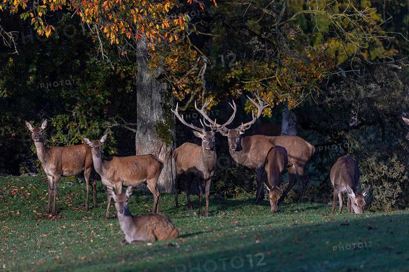 A herd of red deer (Cervus elaphus) standing on a meadow, with autumnal forest behind