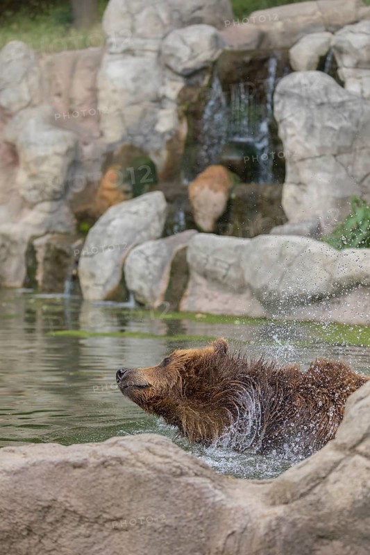 One Kamchatka brown bear (Ursus arctos piscator), bathing in a pond with a small cascade in the background