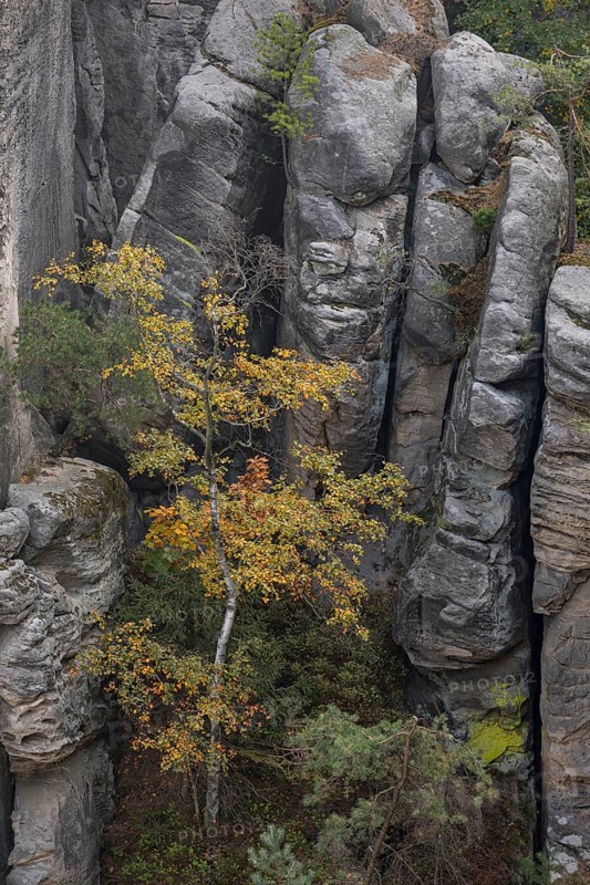 Trees growing on rocks. Fall foliage in the bohemian paradise. Prachov Rocks (Czech: Prachovské skály) are a rock formation in the Bohemian Paradise of the Czech Republic, close to the village of Prachov. Since 1933, they have been a protected natural reserve