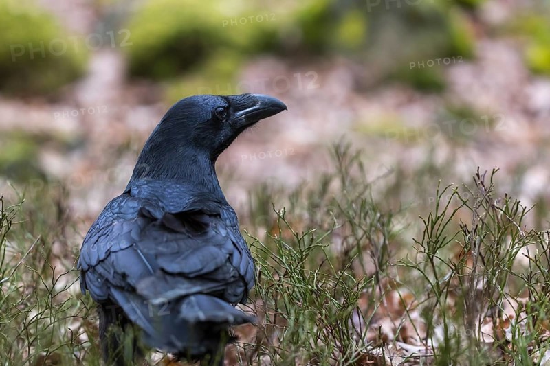 One common raven (Corvus corax), sitting on a green mossy rock with some vegetation in the background