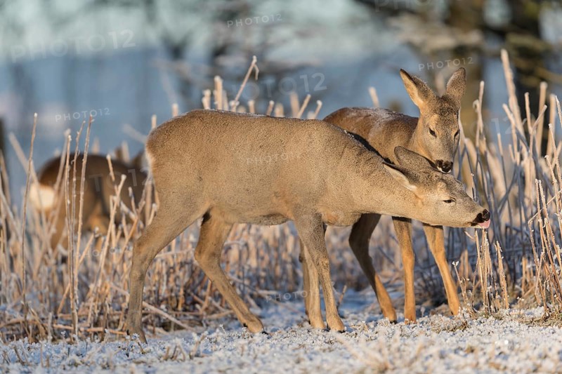 Roe deer standing in hoar frosted dead stinging nettle at minus 15 °C at sunrise. Licking off the hoar frost. Trees and dead stinging nettle in background