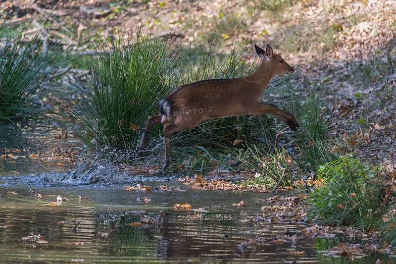 Vietnamese Sika Deer doe, Cervus nippon pseudaxis, running through a shallow pond with green reed grass