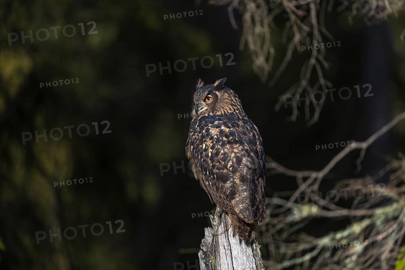 One Eurasian Eagle Owl, Bubo bubo, sitting on grey tree stump, a dark forest in the background. Early morning light