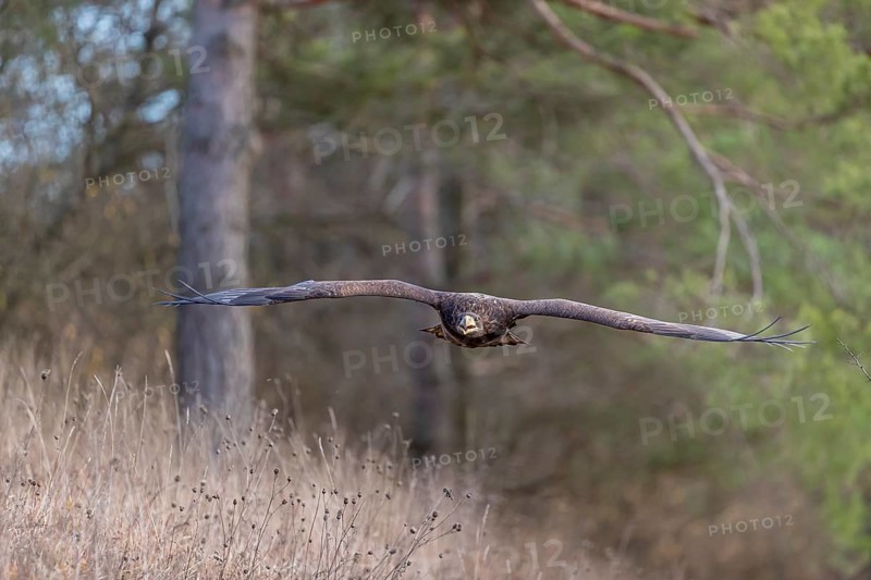 One white-tailed eagle (Haliaeetus albicilla) flying off of a pine tree standing in dry grass on hilly ground. A pine forest in the background