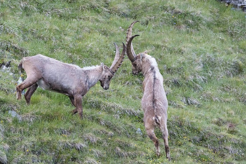 Two adult ibex (Capra ibex) play fighting on 2500 m sea level in the Hohe Tauern National Park