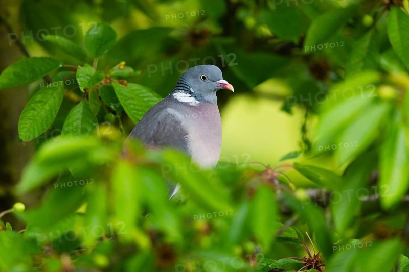 Wood Pigeon (Columba palumbus), adult bird, perched in a Cherry tree, in the rain, Hesse, Germany, Europe
