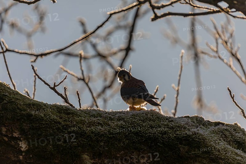One American kestrel (Falco sparverius) sitting on a branch in early morning backlight with a blue sky in the background