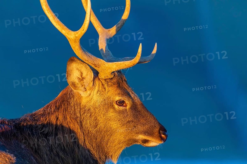 Portrait of a Dibowsky stag at sunrise, Cervus nippon hortulorum
