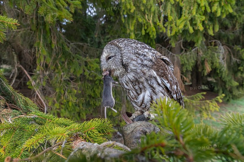 One tawny owl or brown owl (Strix aluco) sitting on a branch of a spruce tree, feeding on a mouse