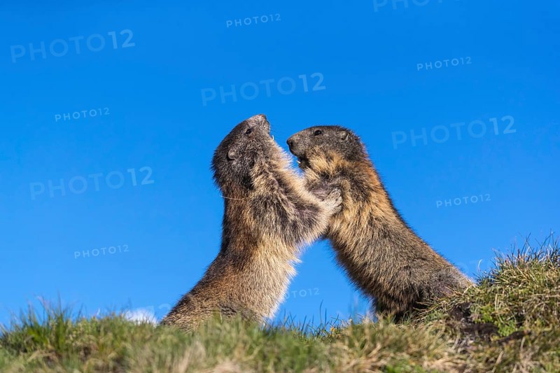 Two Alpine Marmots playfighting, Marmota marmota, with blue sky in the background. Grossglockner high alpine road, Austria, Europe
