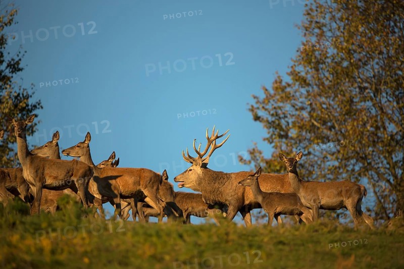 A herd of female red deer standing on a meadow in sweet evening light