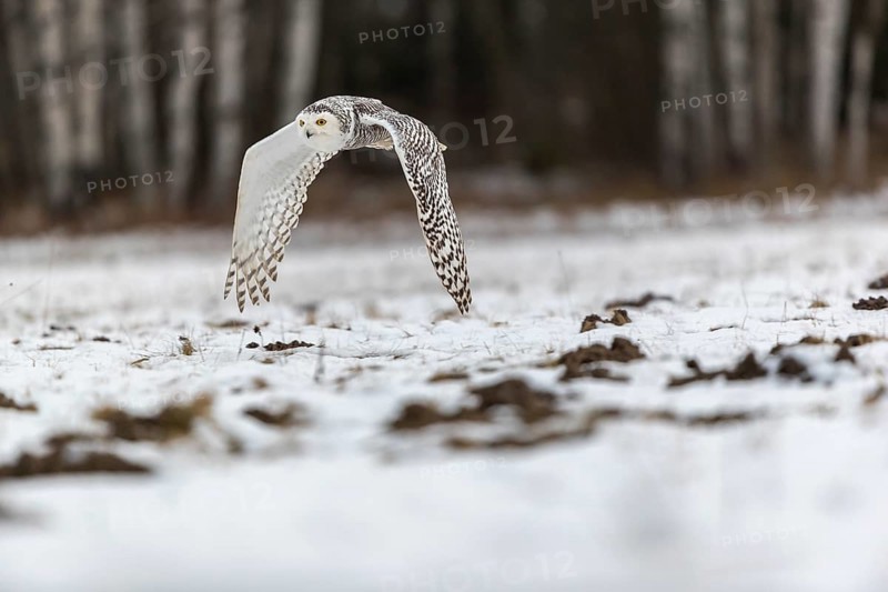 One snowy owl, Bubo scandiacus, Bubo scandiaca, Nyctea scandiaca flying over a snowy meadow with a forest of birch trees in the background