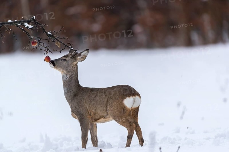 One young male Roe Deer, Roe buck (Capreolus capreolus), feeding on an apple, standing on a snowy meadow. Trees in the background