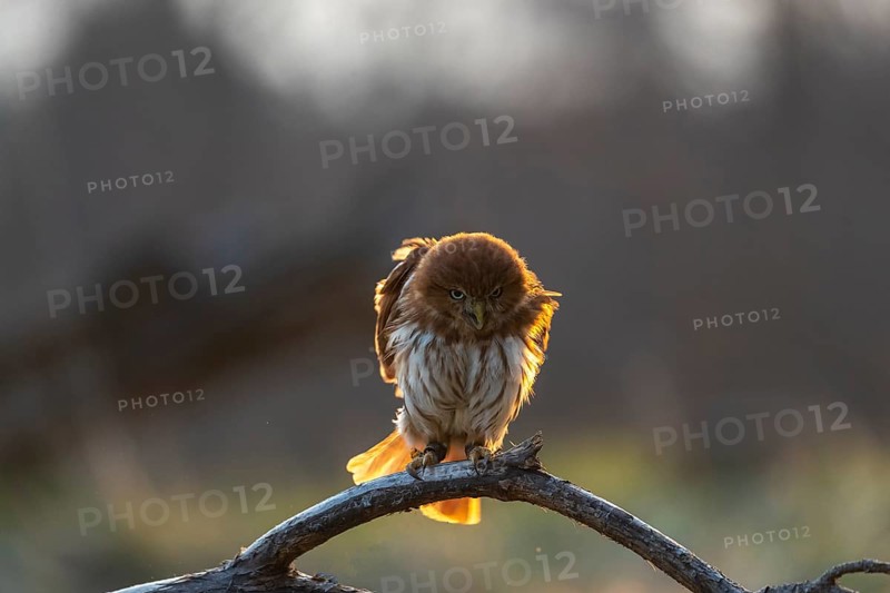 One East Brazilian pygmy owl (Glaucidium minutissimum), also known as least pygmy-owl or Sick's pygmy-owl, sitting on a small twig of a tree. Back light condition in last evening light