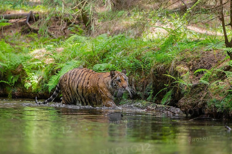 One young female Siberian Tiger, Panthera tigris altaica, walking thru the cool fresh water of a creek deep in a forest