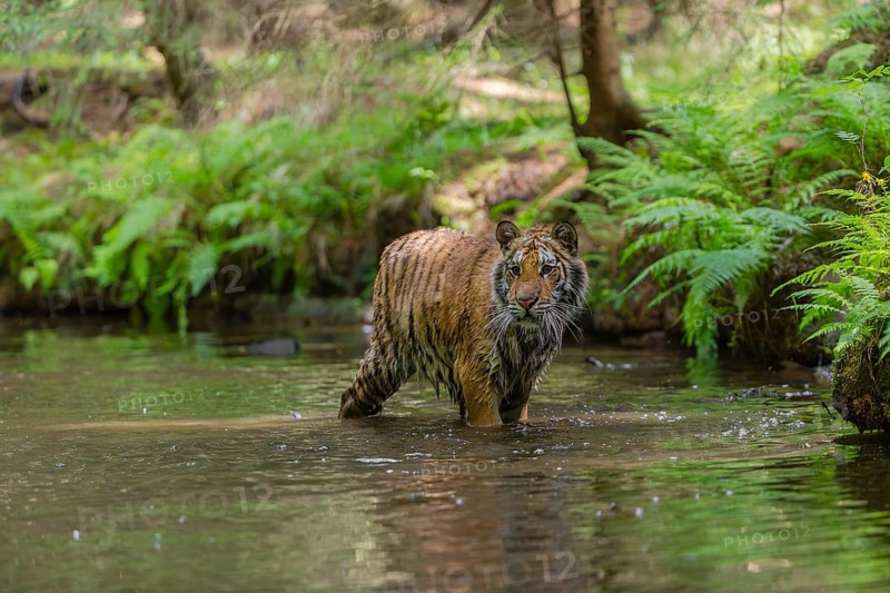 One young female Siberian Tiger, Panthera tigris altaica, walking thru the cool fresh water of a creek deep in a forest